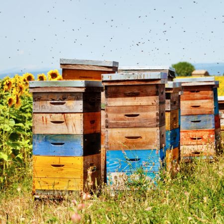 Bee Boxes in Sunflower Field