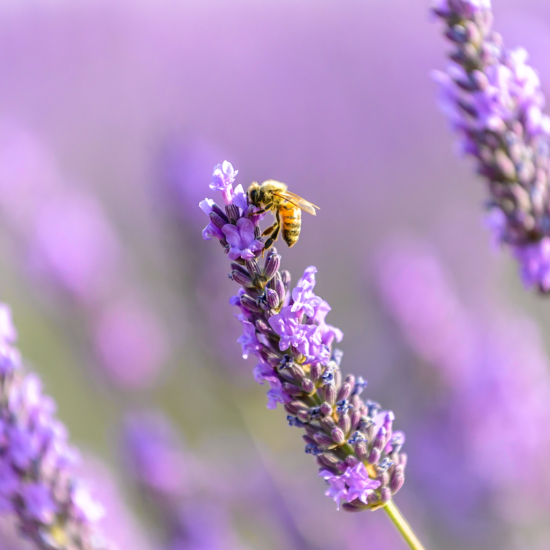 Honey Bee on Lavender